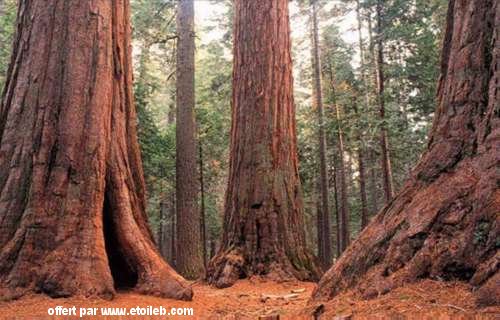 Troncs d'arbres