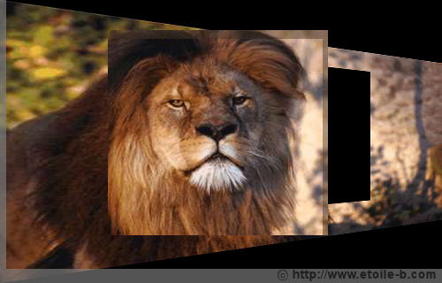 Le lion veille