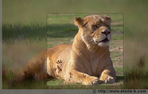 La lionne veille