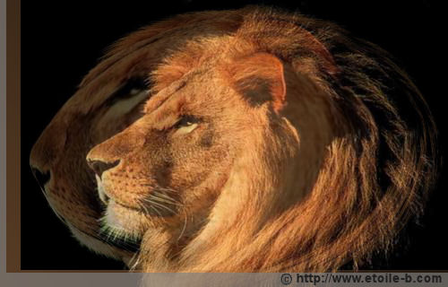 Le lion majestueux