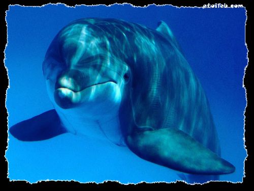 Dauphins
