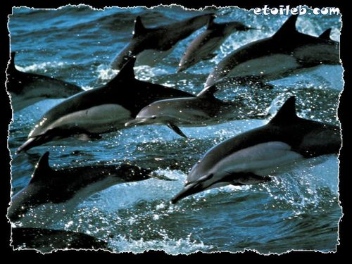 Dauphins