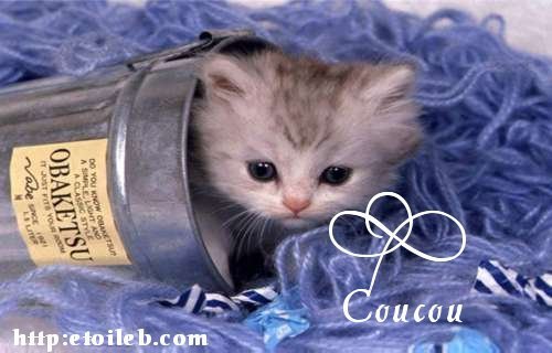 Coucou