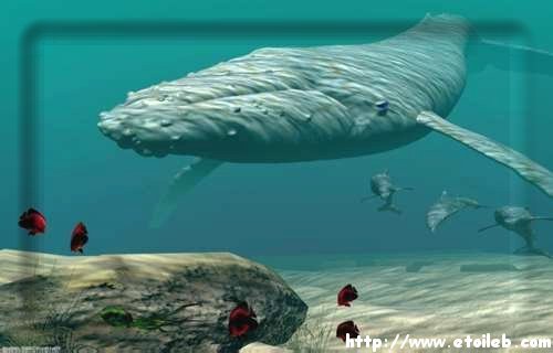 Baleine