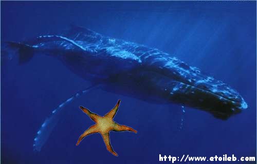Baleine