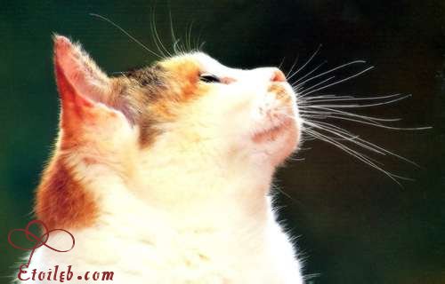 Chat