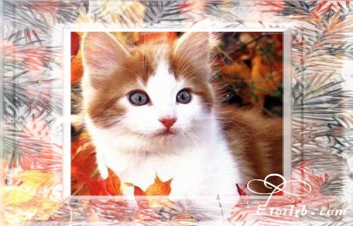 Chat