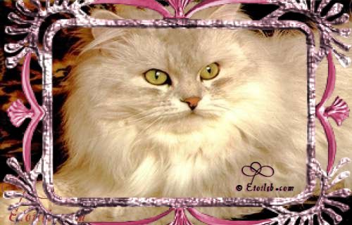 Chat encadr