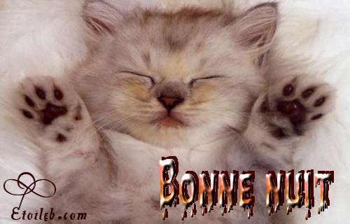 Le chat cool