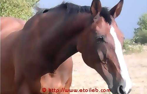 Des chevaux