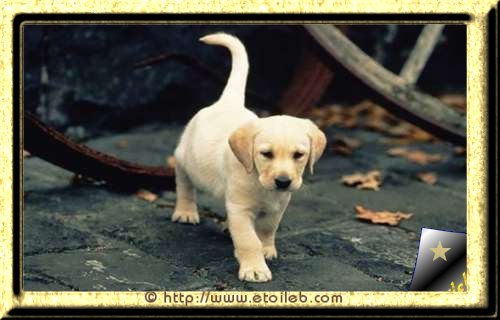 Chien