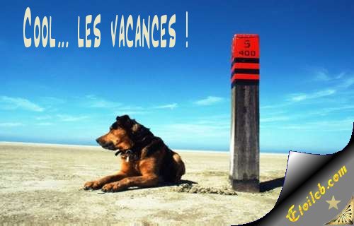 Chien en vacances