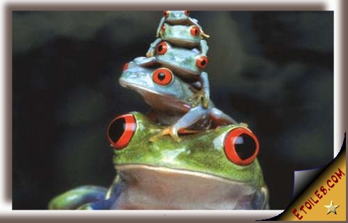 Les grenouilles