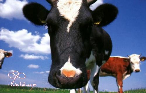 Vaches