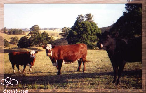 Vaches