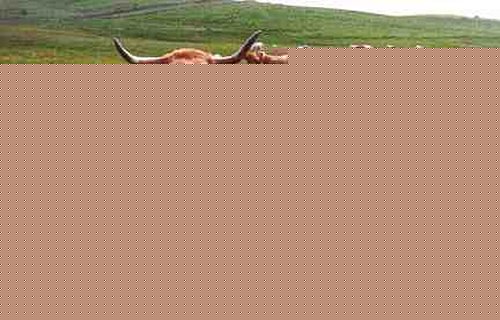 Vaches