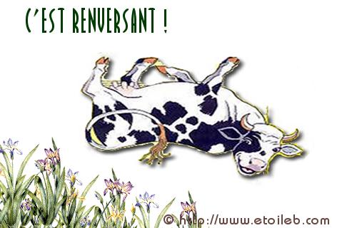 Vaches