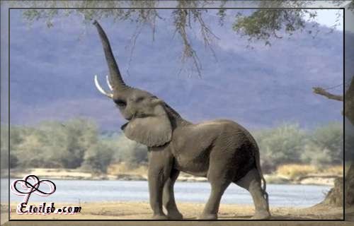 L'elephant barrit