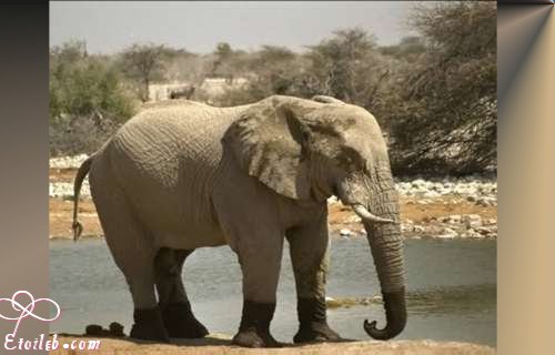 Un lphant