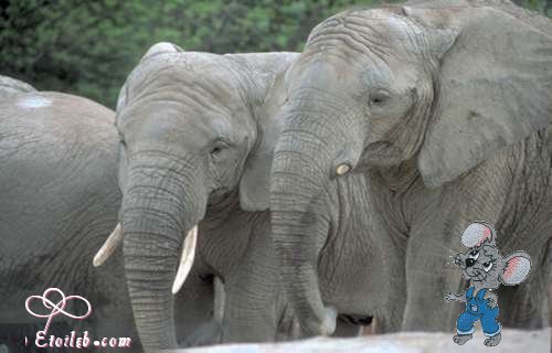 Les lphants gris