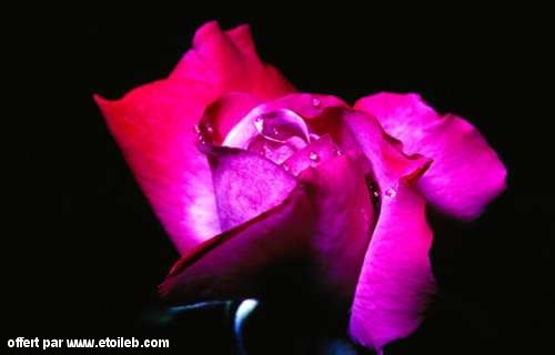 Fleurs